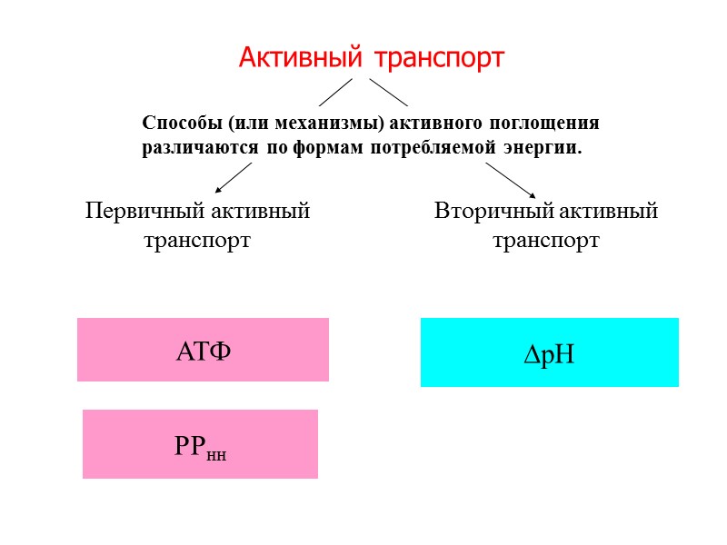 Активный транспорт  рН  АТФ РРнн Первичный активный транспорт Вторичный активный транспорт Способы